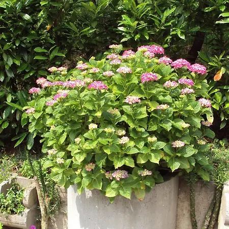 Mogorovic Mošćenička Draga