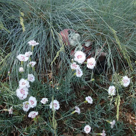 Mogorovic Mošćenička Draga